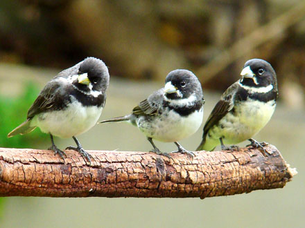 Coleiro - Papa Capim - SPOROPHILA CAERULESCENS